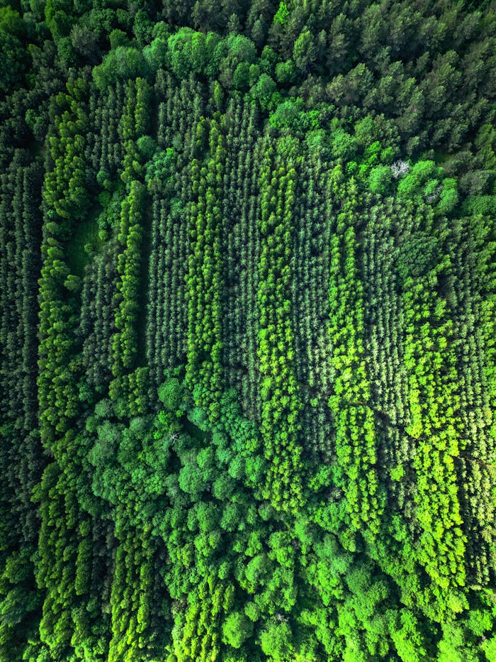 A stunning aerial capture of a dense green forest in Belarus, showcasing natural patterns and vibrant foliage.